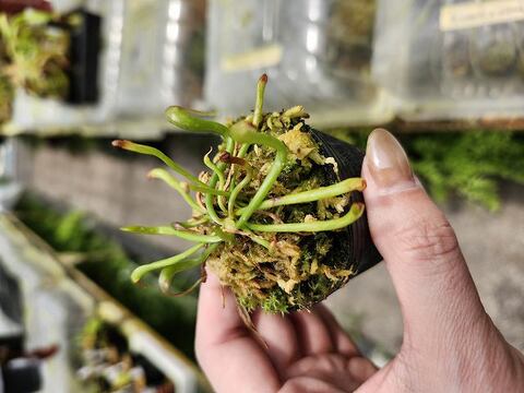 商品一覧 | Y's Exotics （山田食虫植物農園）