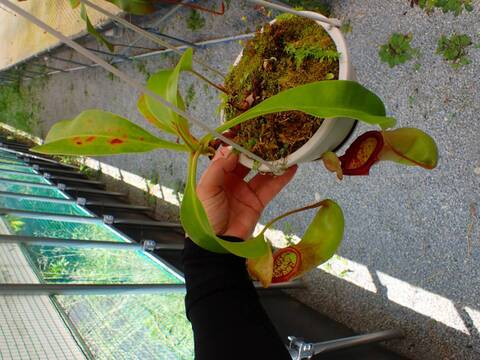 Y308 5-3 #BBB N. ventricosa (b) squat x truncata