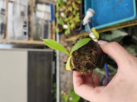 商品一覧 - Y's Exotics （山田食虫植物農園）