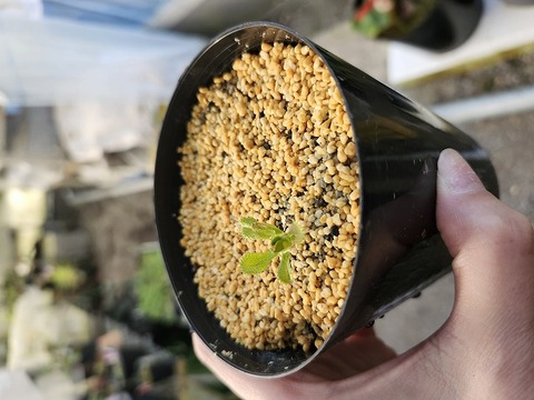 商品一覧 - Y's Exotics （山田食虫植物農園）