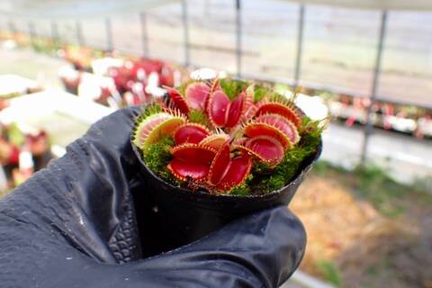 Dionaea muscipula（ハエトリソウ）の商品一覧 | Y's Exotics （山田