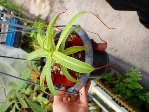 E263 1-2 N. ventricosa (a) EP