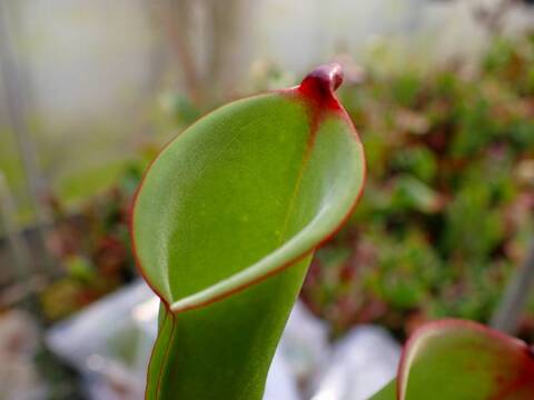 超特大　サカパネンシス RED ZONE XZ-TG Series［ レッドゾーン XZ-TGシリーズ ］ | Hitec