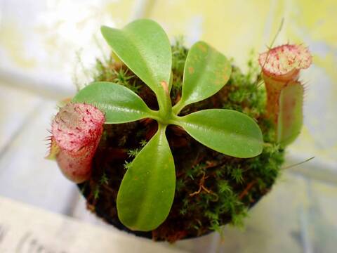 O612 1-4 N. (maxima x campanulata) x xharryana Tambuyukon #NNN