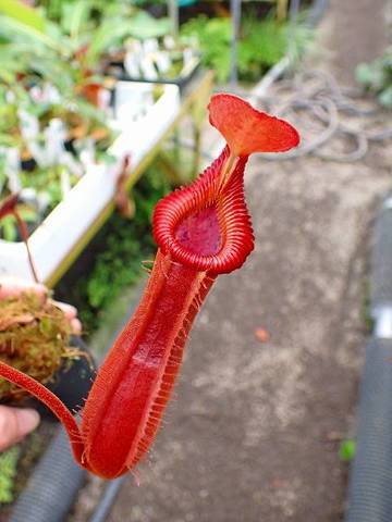 Nepenthes（ネペンテス/ウツボカズラ）の商品一覧 | Y's Exotics