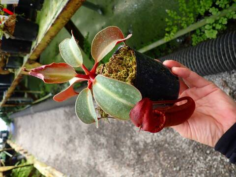 R413 1-3 N. (truncata x peltata) x lowii #NNN