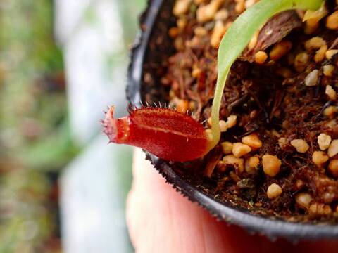 商品一覧 - Y's Exotics （山田食虫植物農園）