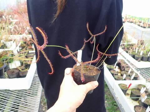商品一覧 - Y's Exotics （山田食虫植物農園）