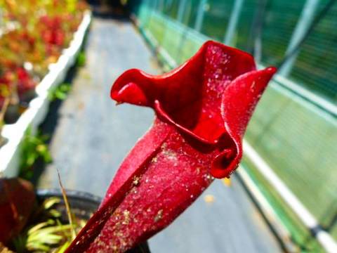 Sarracenia（サラセニア）の商品一覧 | Y's Exotics （山田食虫植物農園）