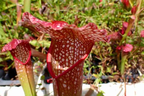 商品一覧 - Y's Exotics （山田食虫植物農園）