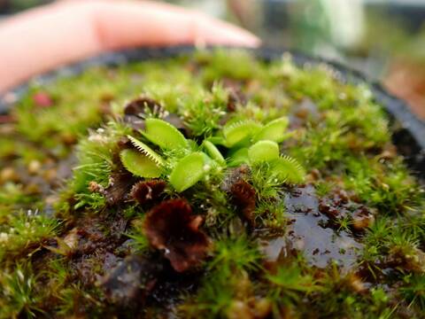 G298 5-2 Dionaea muscipula CK-clone (very similarto Super Nova) CK