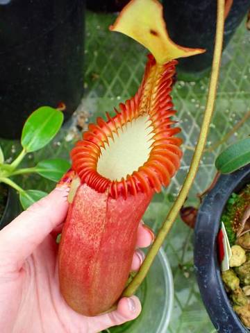 希少種】ネペンテス ペルビレイ Nepenthes pervillei [ウツボカズラ