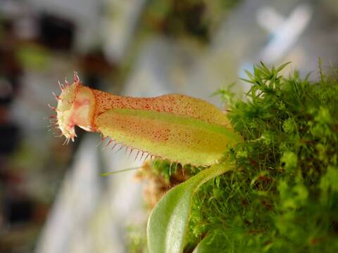 O598 1-4 N. (maxima x campanulata) x xtrusmadiensis #NNN