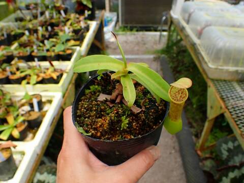 E190 1-2 N. reinwardtiana (seedling)