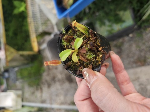 NNN Series – Highland Nepenthes Hybrids（by konan)の商品一覧 | Y's