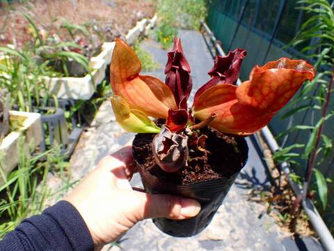 E199 S. purpurea ssp. venosa (伊勢花菖蒲園選別丸形株 No.89) MS