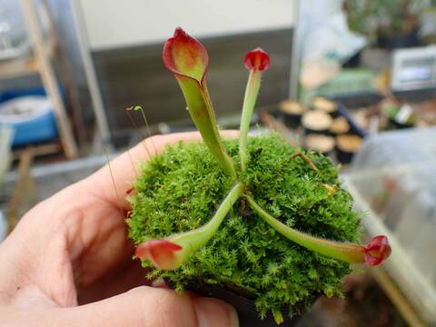 ヘリアンフォラ3点セット みょん ヘリアンフォラ3点セット みょん ヘリアンフォラ3点セット みょん