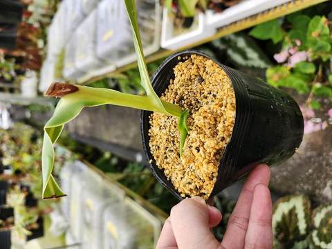 Nepenthes（ネペンテス/ウツボカズラ）の商品一覧 | Y's Exotics （山田食虫植物農園）