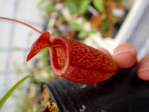 商品一覧 - Y's Exotics （山田食虫植物農園）