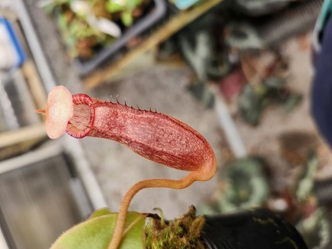 G564 1-3 N. spectabilis giant x edwardsiana konan 