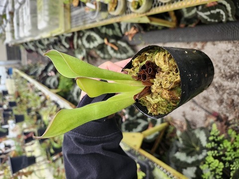 Heliamphora Species（ヘリアンフォラ原種）の商品一覧 | Y's Exotics