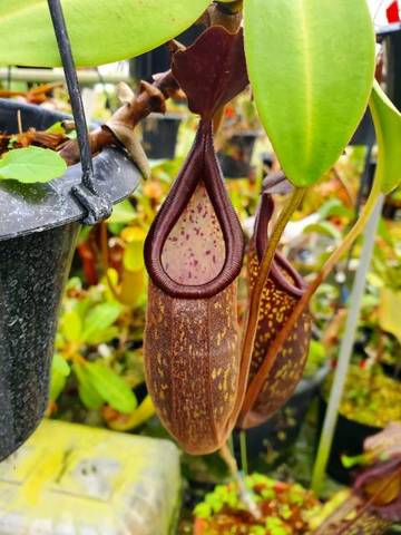 Nepenthes（ネペンテス/ウツボカズラ）の商品一覧 | Y's Exotics