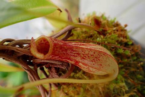 Y's Exotics （山田食虫植物農園）