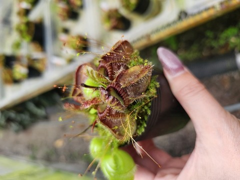その他観葉植物 Cephalotus follicularis`GermanGiant' C.C Cephalotus Follicularis German giant x Czech giant for Sale