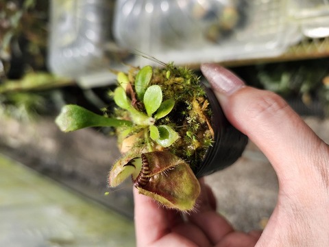 Cephalotus follicularis （セファロタス/フクロノユキノシタ