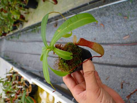 P926 5-3 N. ventricosa-red seedling Y's