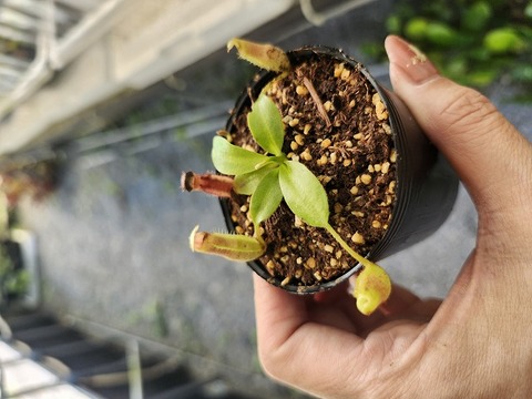 Y's Lab – Deflasked Plants（培養瓶出し苗）の商品一覧 | Y's Exotics