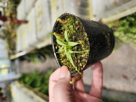 商品一覧 - Y's Exotics （山田食虫植物農園）