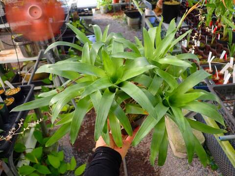 商品一覧 - Y's Exotics （山田食虫植物農園）