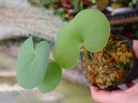 P315 1-4 #BBB U. reniformis "Big Form" CK