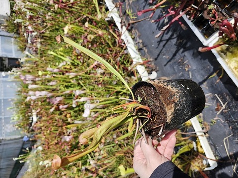 プヤ アルペストリス マルチヘッド 抜き苗 プヤ アルペストリス マルチ