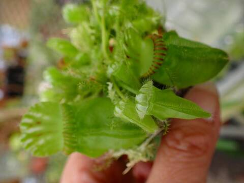 超希少　斑入りオヒルギ 商品一覧 - Y's Exotics （山田食虫植物農園）