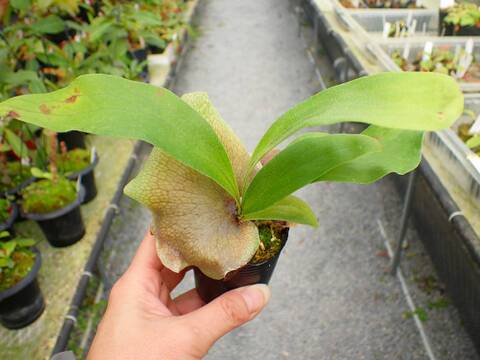 商品一覧 - Y's Exotics （山田食虫植物農園）