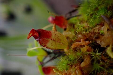 商品一覧 - Y's Exotics （山田食虫植物農園）