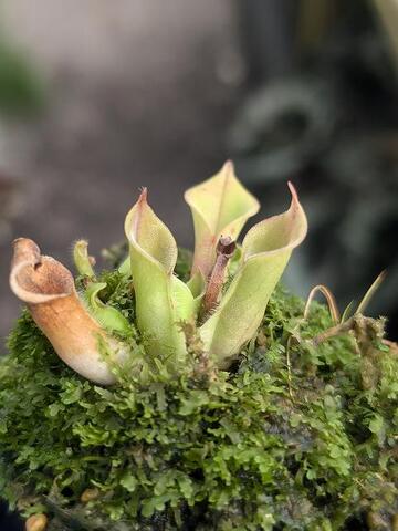 Heliamphora（ヘリアンフォラ）の商品一覧 | Y's Exotics （山田食虫植物農園）