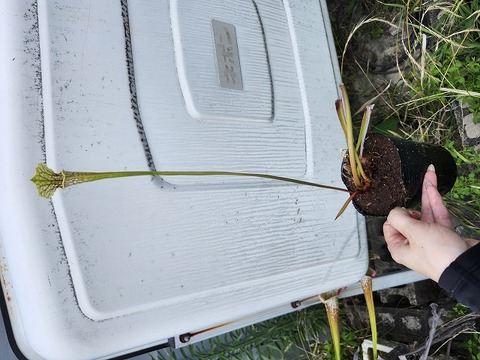 Sarracenia（サラセニア）の商品一覧 | Y's Exotics （山田食虫