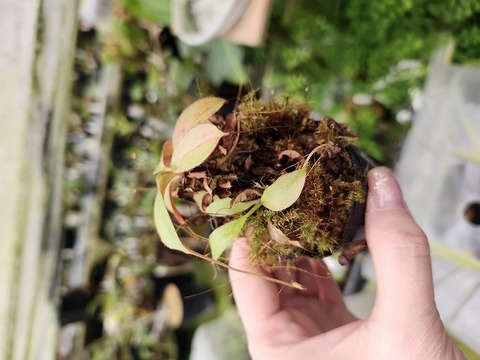 商品一覧 - Y's Exotics （山田食虫植物農園）