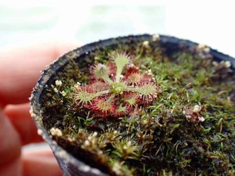 Y425 4-1 Drosera ラベル落ち