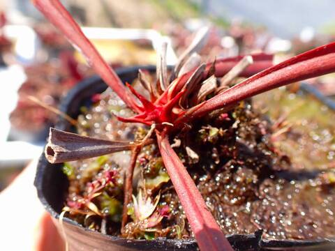 Y760 S. `Scarlet Belle' No.3 (leucophylla x  psittachina)
