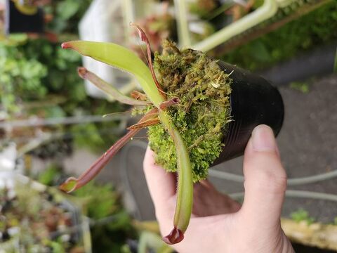 Heliamphora（ヘリアンフォラ）の商品一覧 | Y's Exotics （山田食虫植物農園）