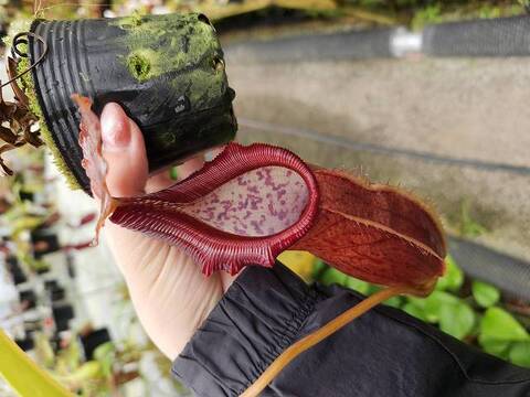 商品一覧 | Y's Exotics （山田食虫植物農園）