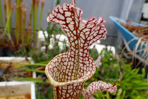 商品一覧 | Y's Exotics （山田食虫植物農園）