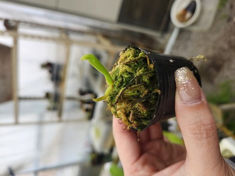 G009 1-1 H. nutans (Kukenam Tepui) AW