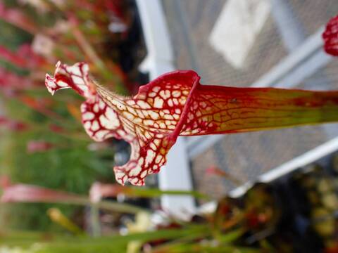 商品一覧 - Y's Exotics （山田食虫植物農園）