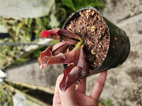 商品一覧 | Y's Exotics （山田食虫植物農園）