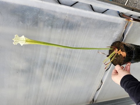商品一覧 - Y's Exotics （山田食虫植物農園）